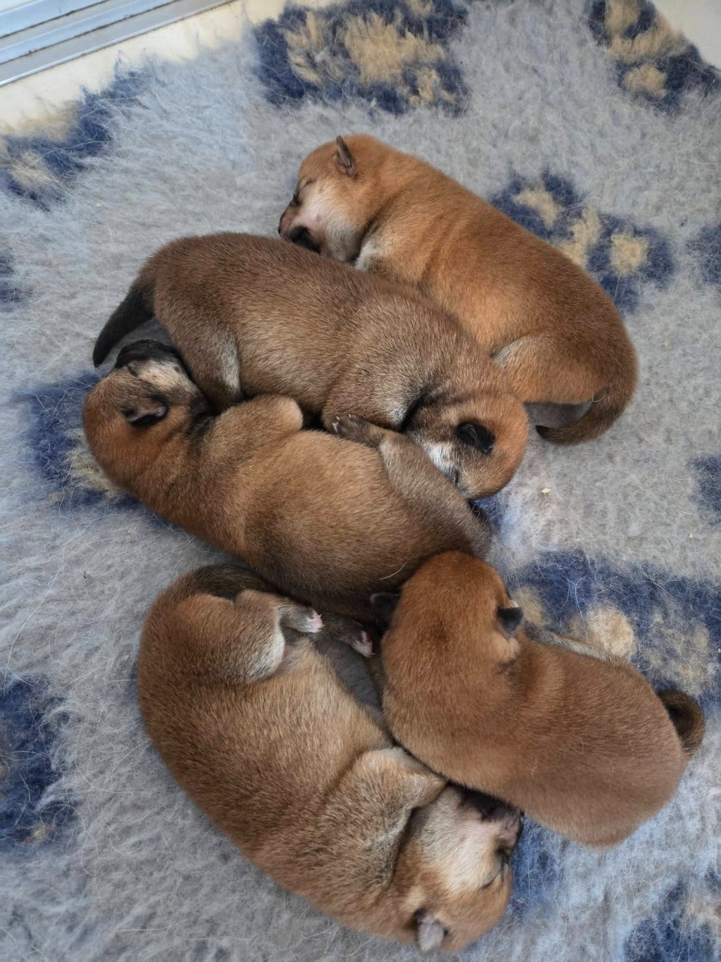 CHIOT 5