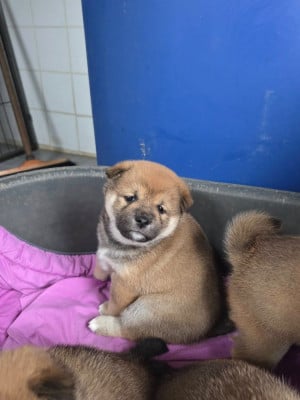 Les chiots de Shiba