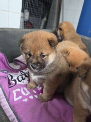 Les chiots de Shiba