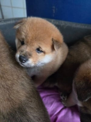 Les chiots de Shiba