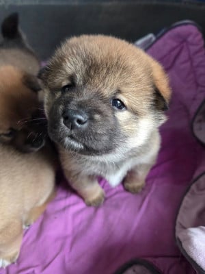 Les chiots de Shiba