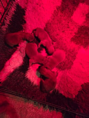 Les chiots de Shiba