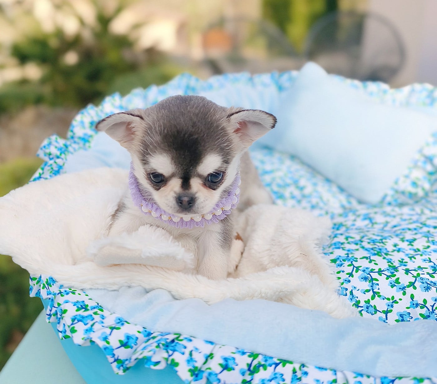 Chihuahua - Lou Crozia