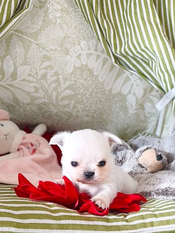 Chihuahua - Lou Crozia