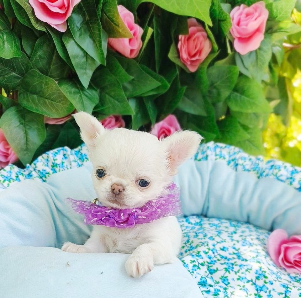 Chihuahua - Lou Crozia