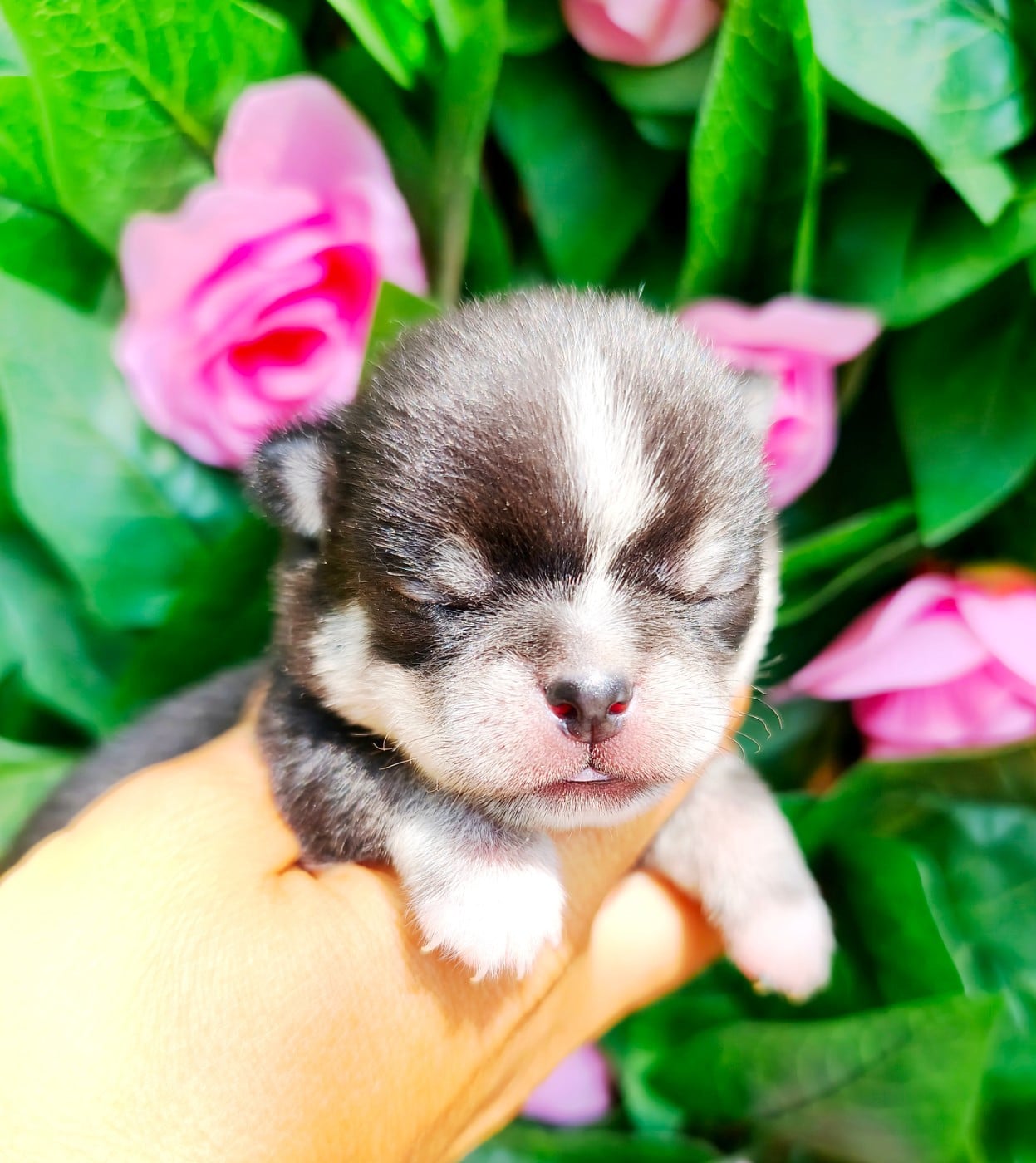 Balzac - Chihuahua
