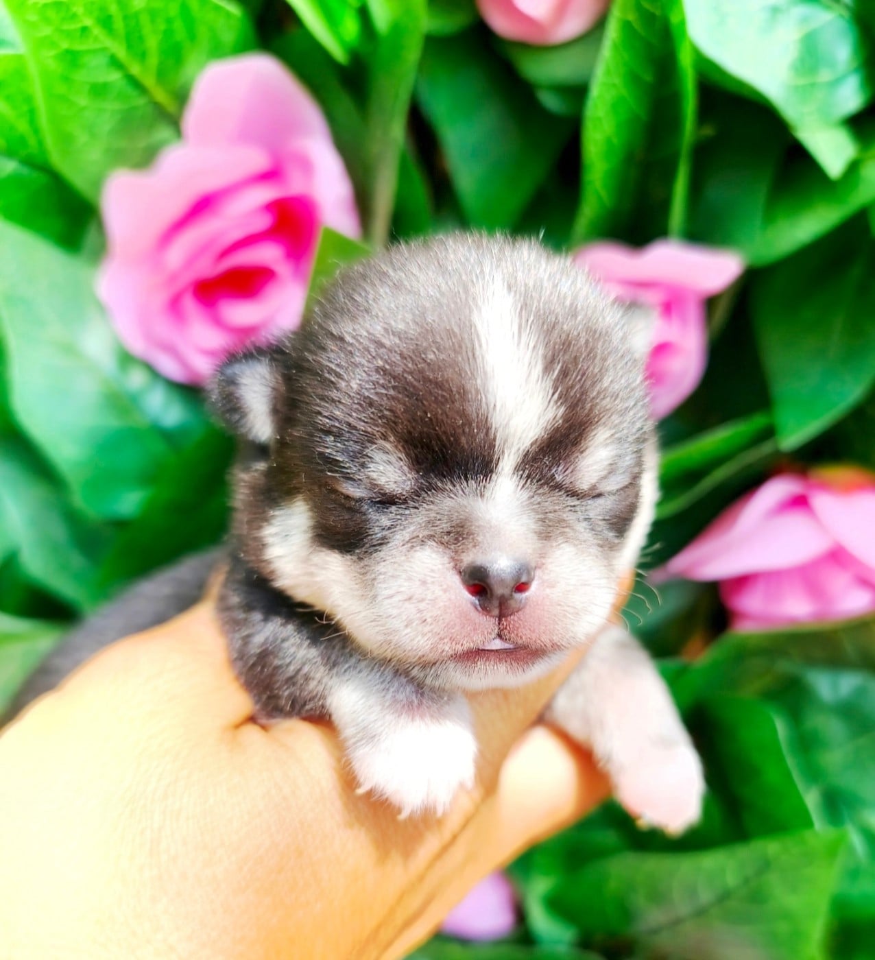 Chihuahua - Lou Crozia