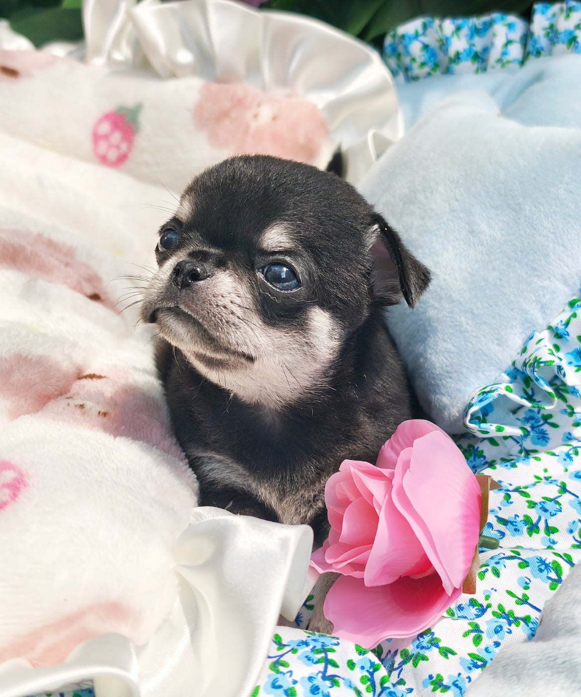 Chihuahua - Lou Crozia