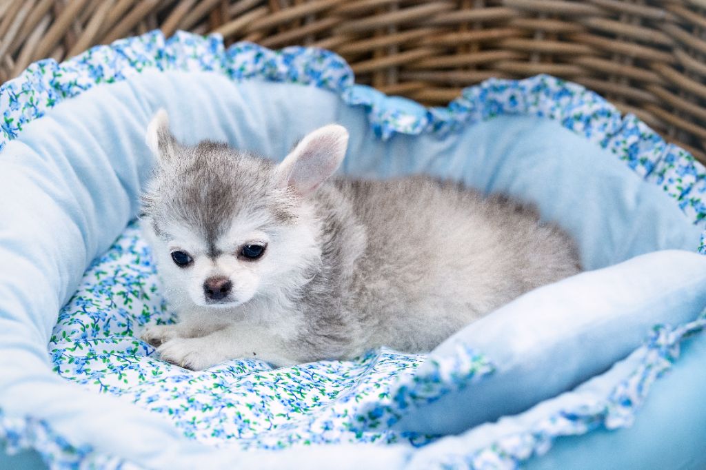 Chihuahua - Lou Crozia