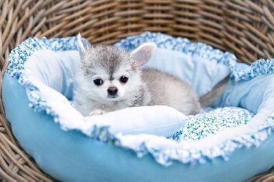 Les chiots de Chihuahua