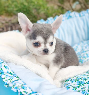 Les chiots de Chihuahua