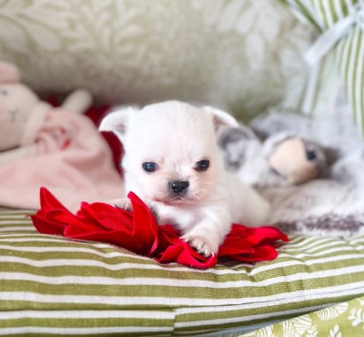 Les chiots de Chihuahua