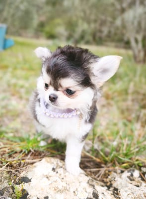 Les chiots de Chihuahua