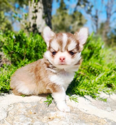 Les chiots de Chihuahua