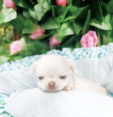 Chiot N°3 - Chihuahua