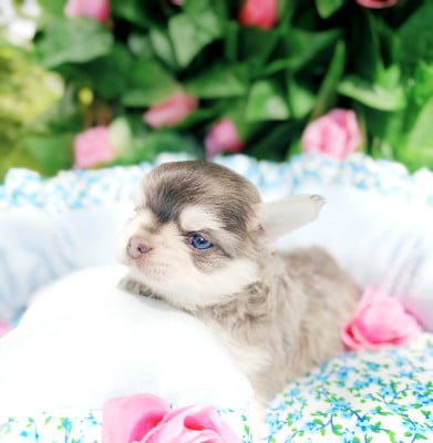 Les chiots de Chihuahua