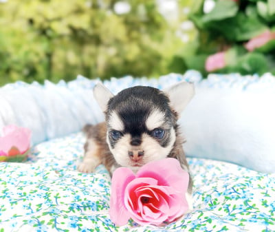 Les chiots de Chihuahua