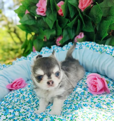 Les chiots de Chihuahua