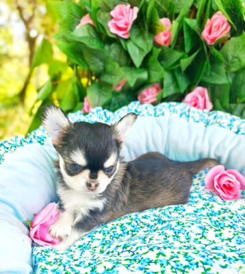 Les chiots de Chihuahua