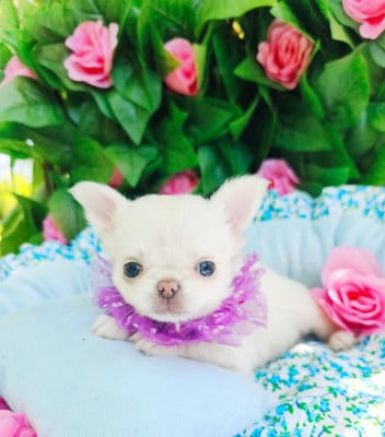 Les chiots de Chihuahua