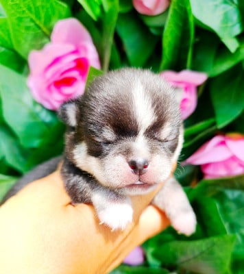 Les chiots de Chihuahua