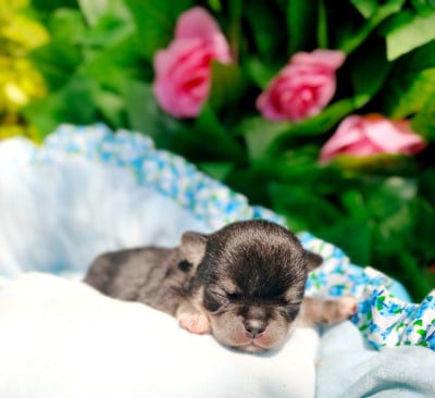 Les chiots de Chihuahua