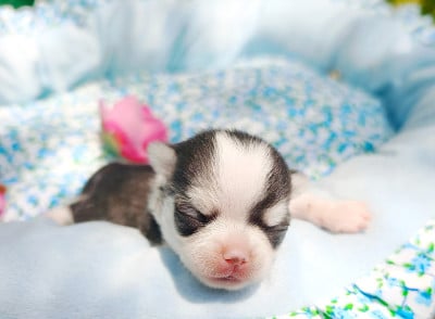 Les chiots de Chihuahua