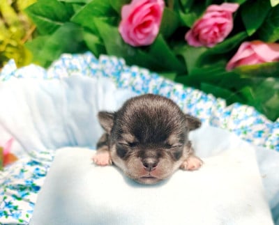Les chiots de Chihuahua