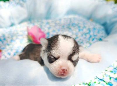 Les chiots de Chihuahua