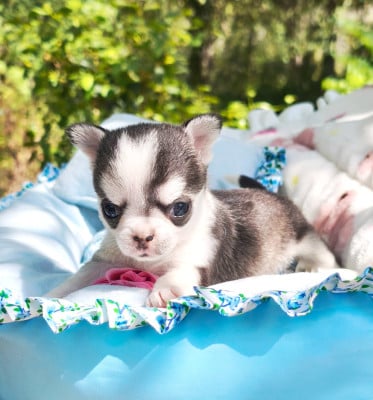 Les chiots de Chihuahua