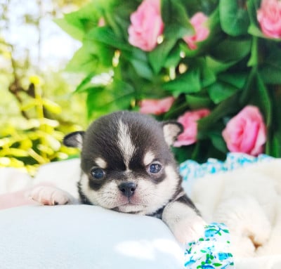 Les chiots de Chihuahua