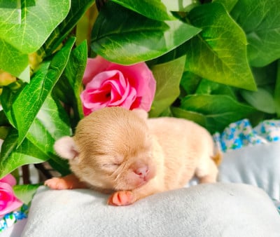 Les chiots de Chihuahua