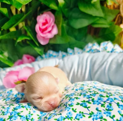 Les chiots de Chihuahua