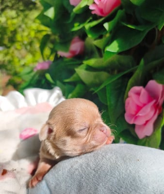 Les chiots de Chihuahua