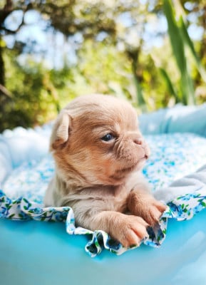 Les chiots de Chihuahua