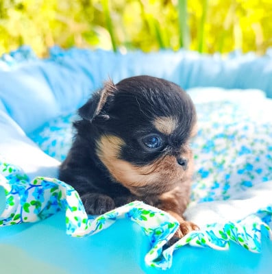 Les chiots de Chihuahua