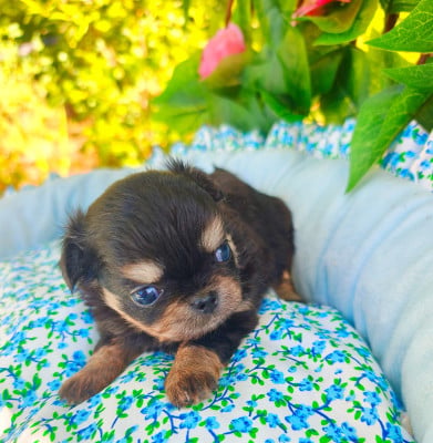 Les chiots de Chihuahua