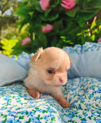 Boréale - Chihuahua