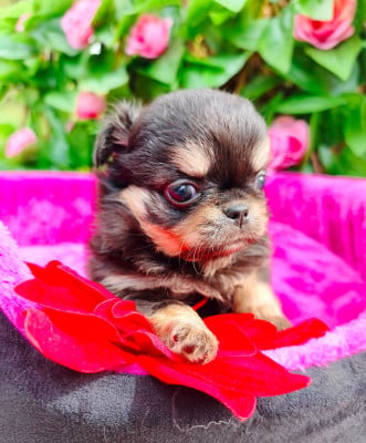 Les chiots de Chihuahua