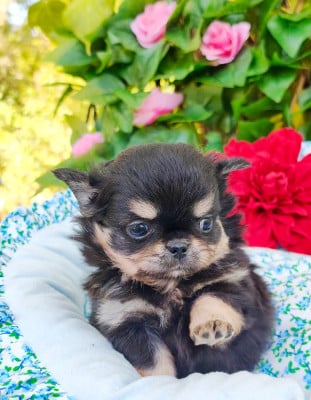 Les chiots de Chihuahua