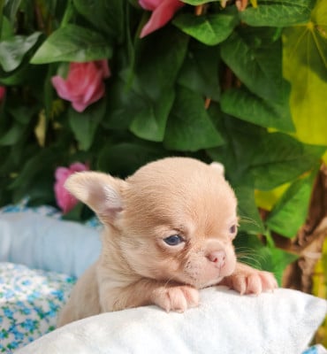 Les chiots de Chihuahua