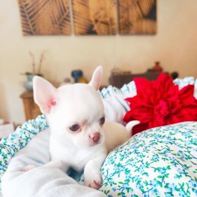 Les chiots de Chihuahua