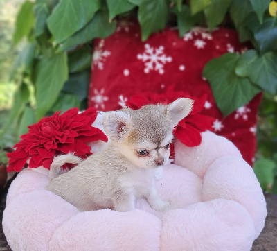 Les chiots de Chihuahua