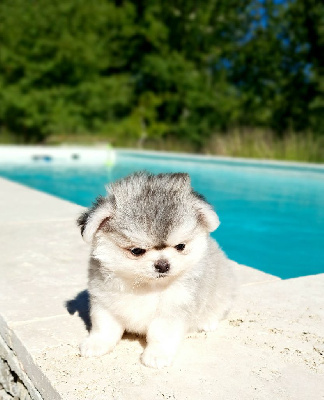 Les chiots de Chihuahua