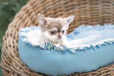 Les chiots de Chihuahua