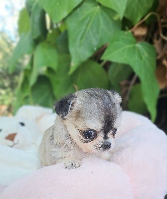 Les chiots de Chihuahua