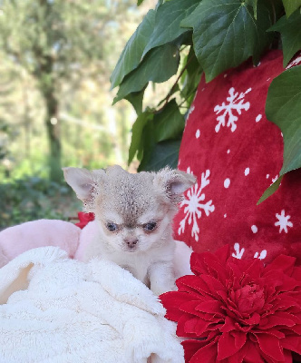 Les chiots de Chihuahua