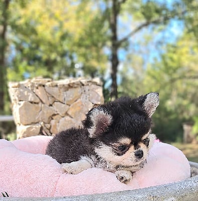 Les chiots de Chihuahua