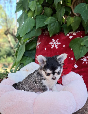 Les chiots de Chihuahua