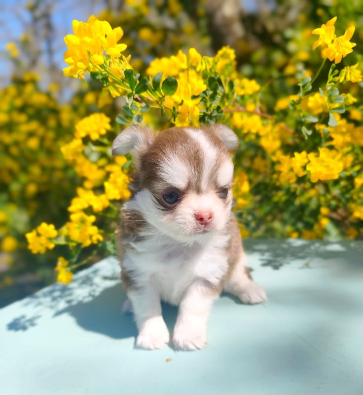 Chihuahua - Lou Crozia